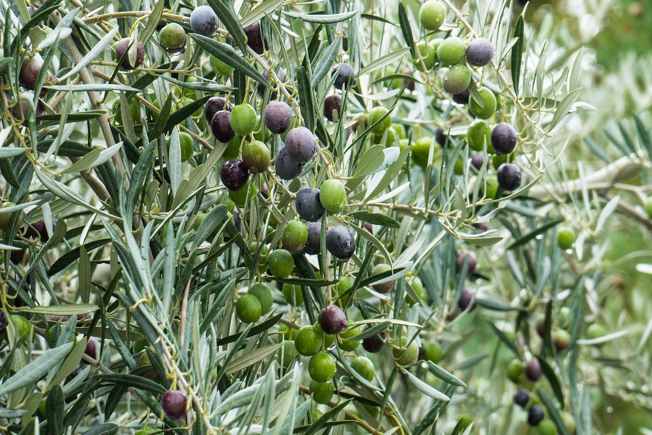 Olives have more than just liquid gold to offer Olives have more than just liquid gold to offer